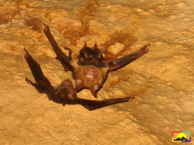 Nursing roundleaf bats