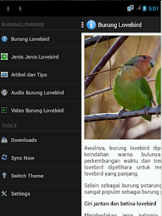 Burung Lovebird