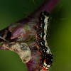 Euproctis Caterpillar