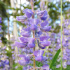 Silver Lupine