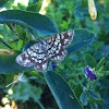 Latticed Heath