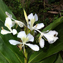 La Mariposa, White ginger lily