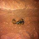 Giant Hairy scorpion