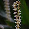 Orquídea Dendrochilum cobbianum
