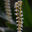 Orquídea Dendrochilum cobbianum