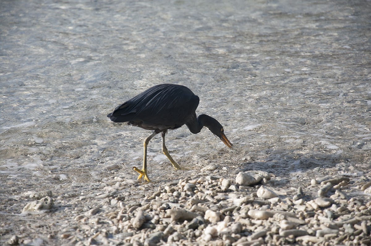 Eastern Reef Heron (Dark morph)