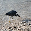 Eastern Reef Heron (Dark morph)