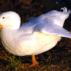 Pekin Duck (domestic Mallard breed)