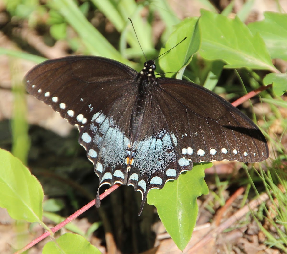 Spicebush Swallowtail