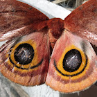 Io moth, female
