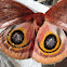 Io moth, female