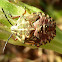 Shield Bug Nymph