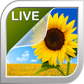 Sunflower Live Wallpaper by Ultimate Live Wallpapers PRO Apk