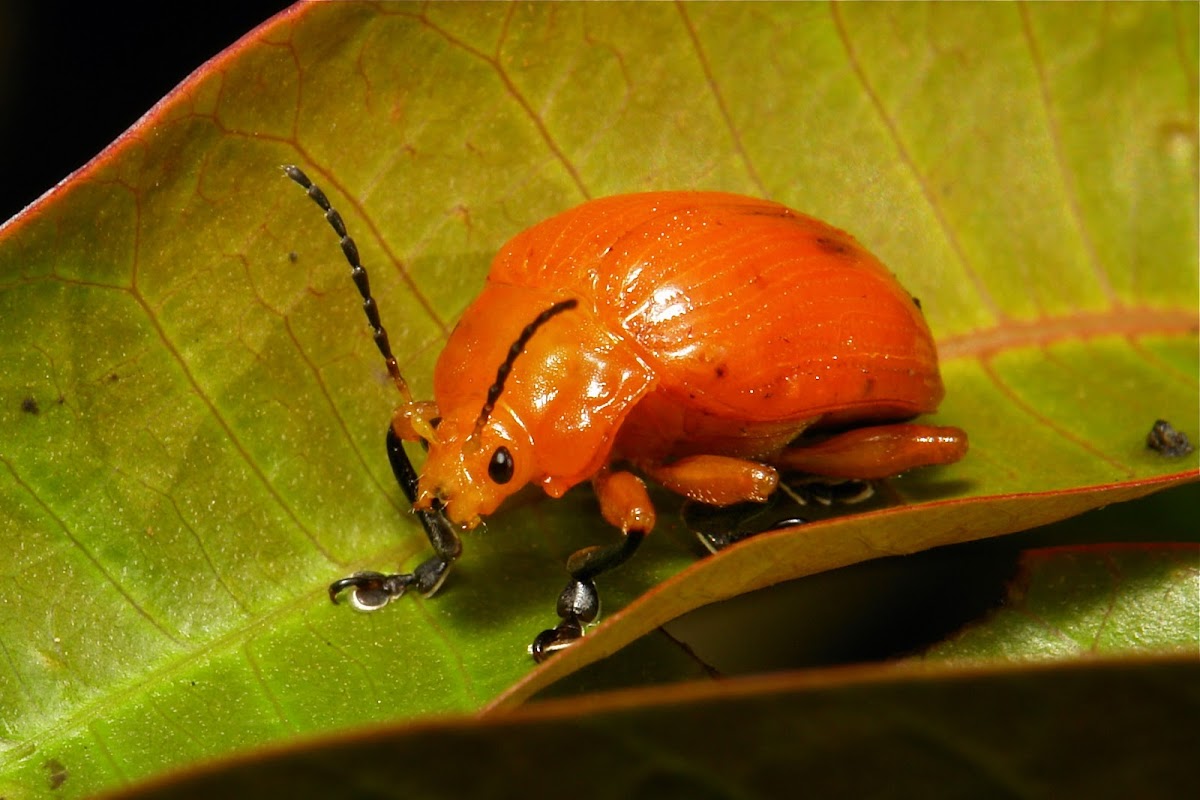 Golden Leaf Beetle
