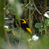 Regent Bowerbird