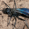 small spider wasp