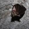 Horseshoe bat