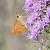 Sachem Skipper Butterfly (male)