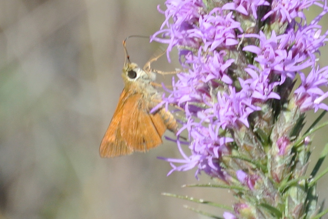 Sachem Skipper Butterfly (male)