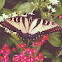 Eastern Tiger Swallowtail