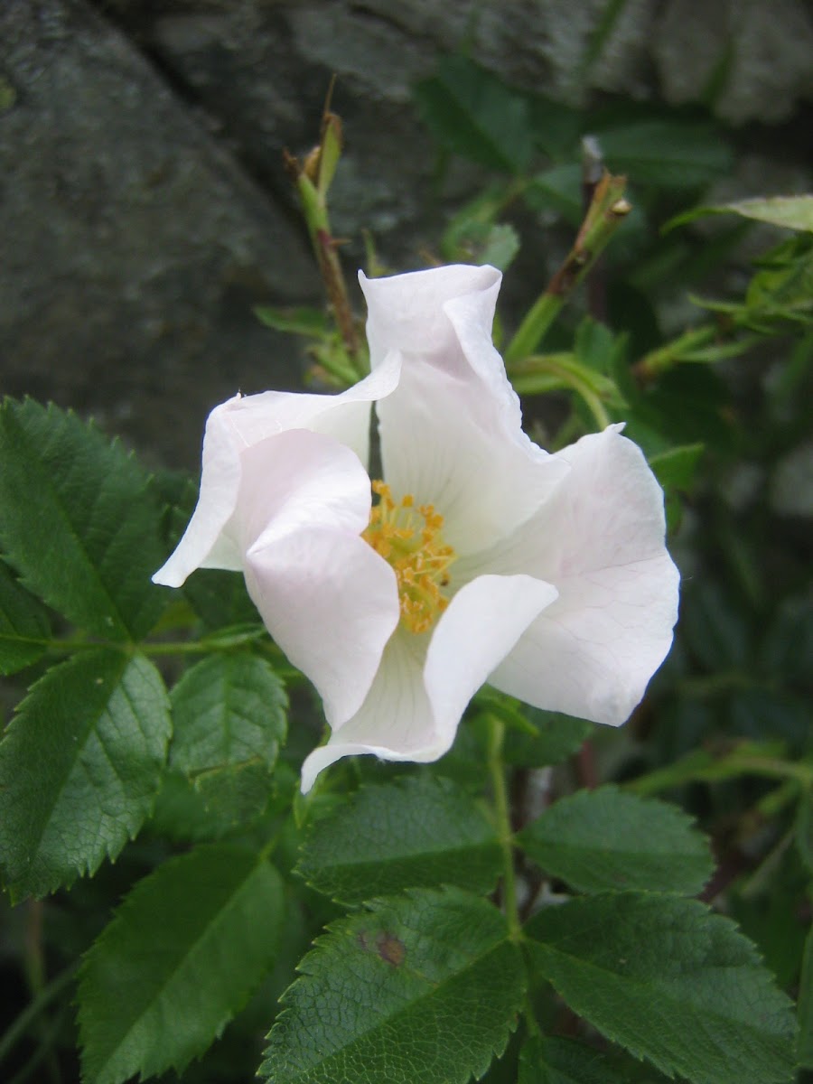 Rosal silvestre - Dog rose