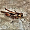 garden locust