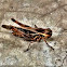 garden locust
