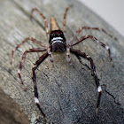 Aussie Bronze Jumper