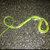 Rough Green Snake (Dead)