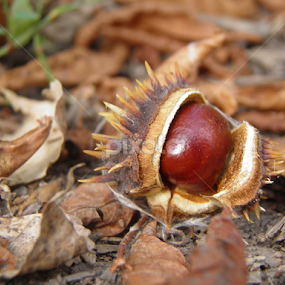 chestnut by Maria Semelevich - Nature Up Close Leaves & Grasses