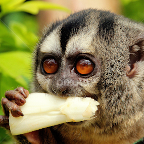Douroucouli by Ralph Harvey - Animals Other Mammals