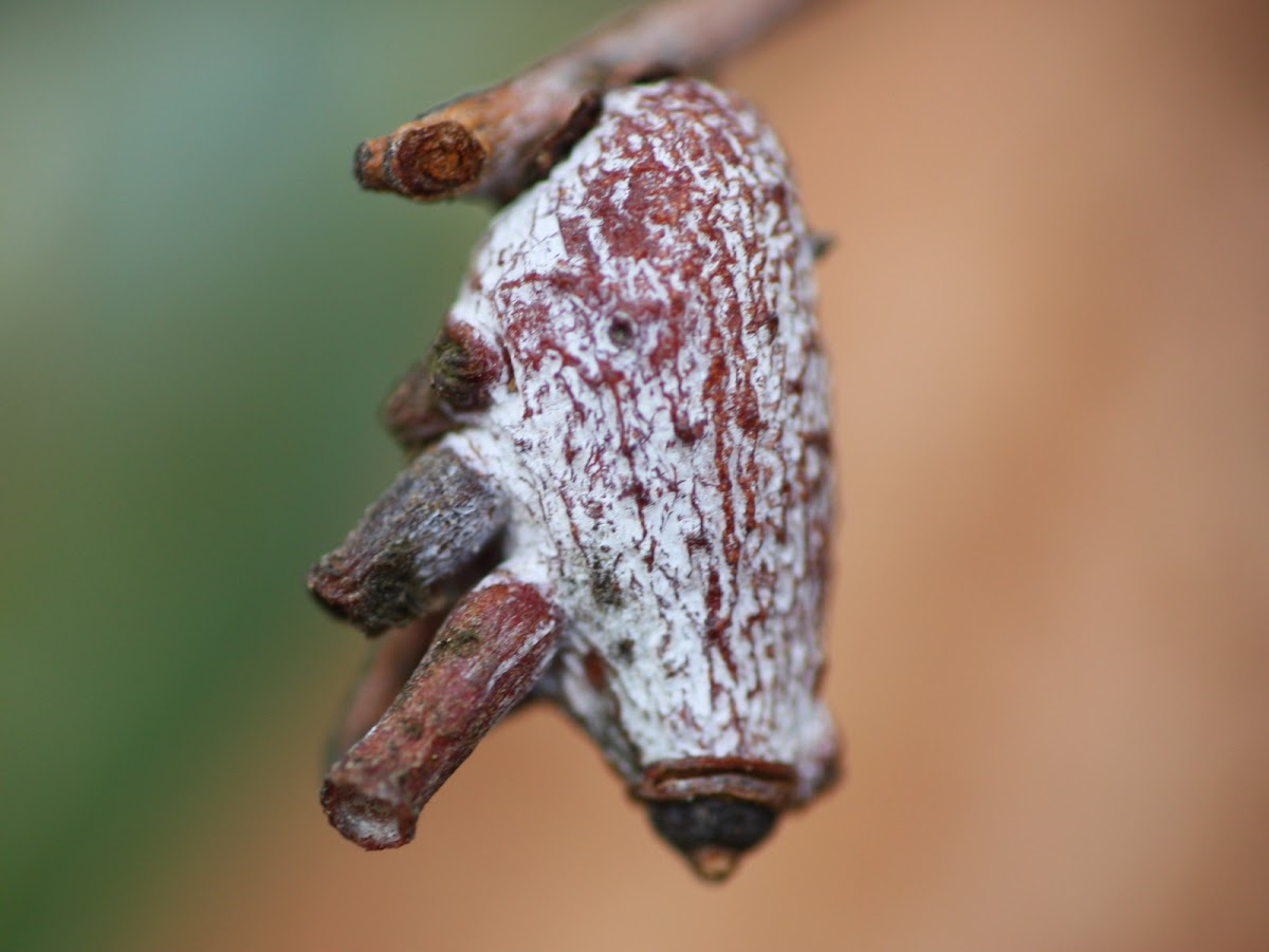 Eriococcid gall with male galls