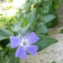 Pervinca maggiore