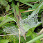 Spider web with drops of water