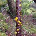 witches's butter