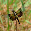 Widow Skimmer Dragonfly (female)