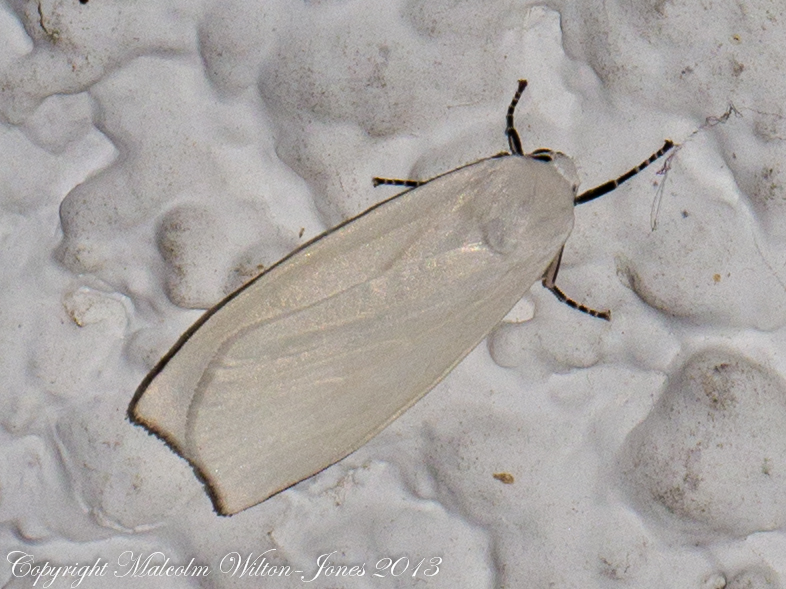 White Tiger Moth