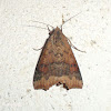 Brown Cotton Moth