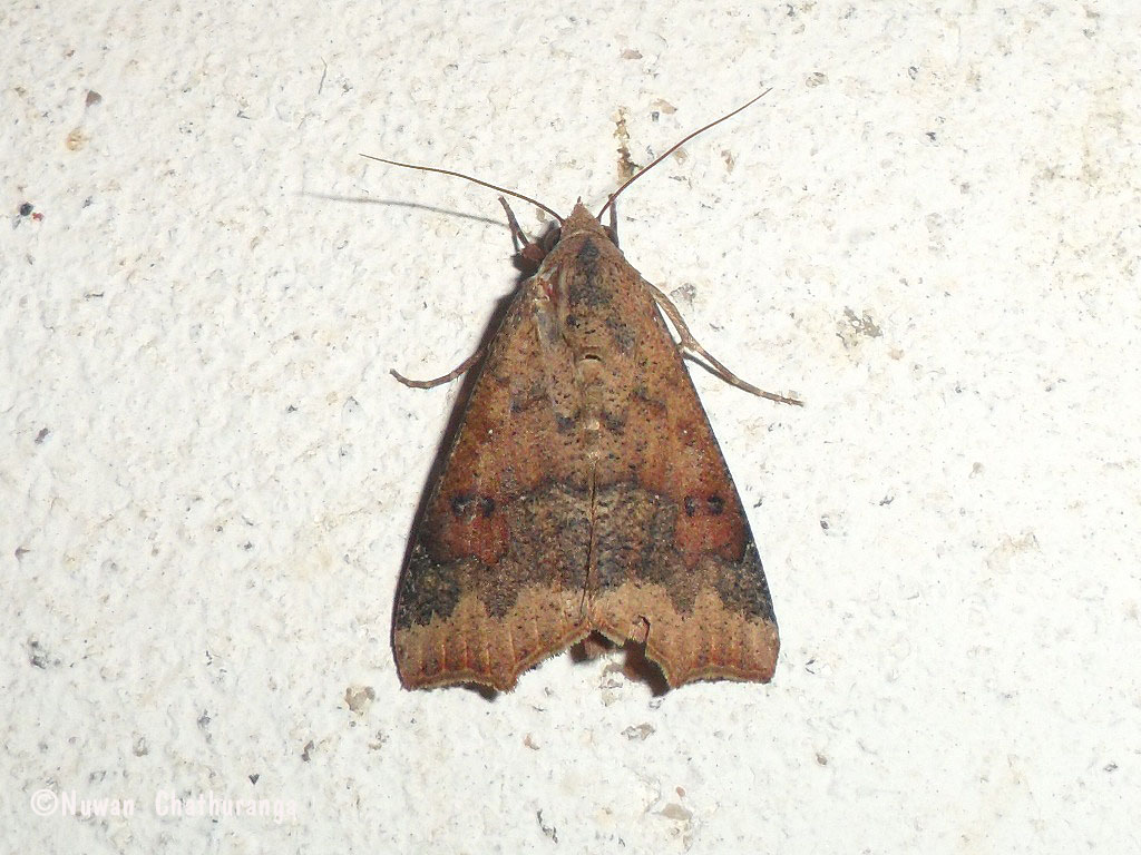 Brown Cotton Moth