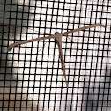 Morning-Glory Plume Moth