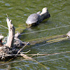 Japanese Pond Turtles