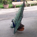 Peacock or Peafowl