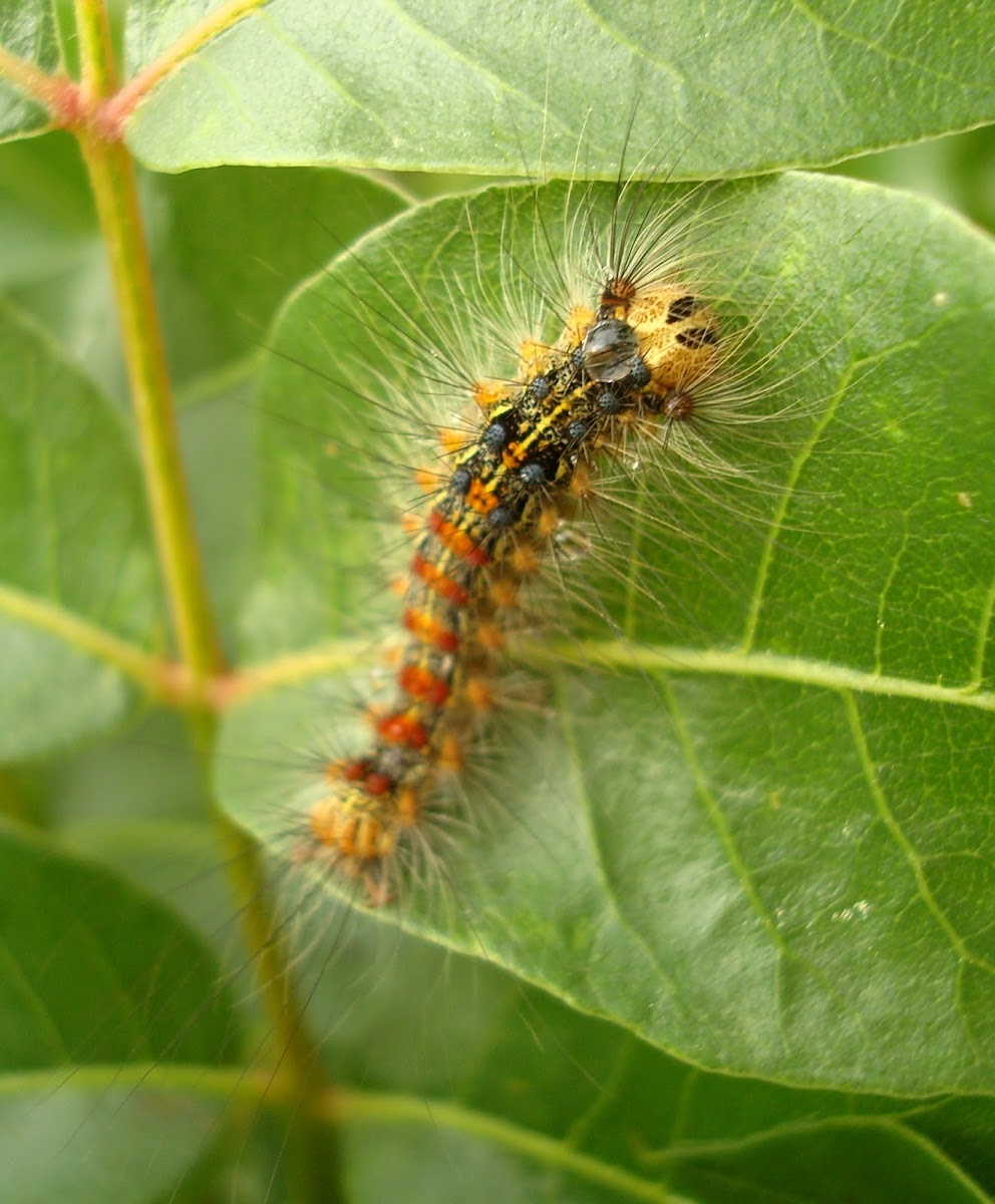 Gypsy Moth Caterpillar / Gusjenica