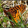 Meadow Fritillary Butterfly