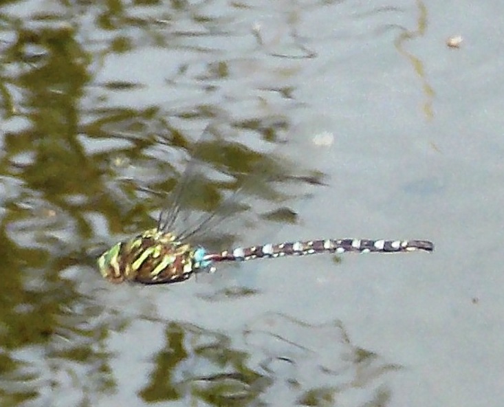 Cyrano Darner Dragonflies