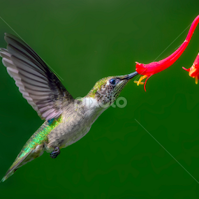 A Sip of Nectar by Don Holland - Animals Birds