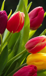 Lastest Tulips Wallpapers APK for Android