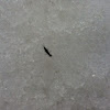 Stonefly on snow