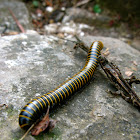 Millipede