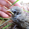 House Sparrow [Juvenile]